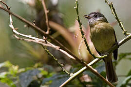 Inca Flycatcher