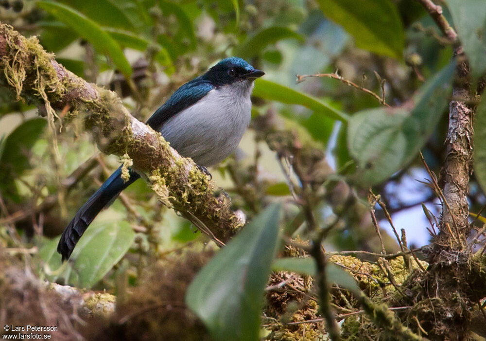 Fan-tailed Berrypecker