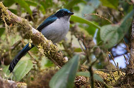 Fan-tailed Berrypecker