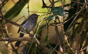 Fan-tailed Berrypecker