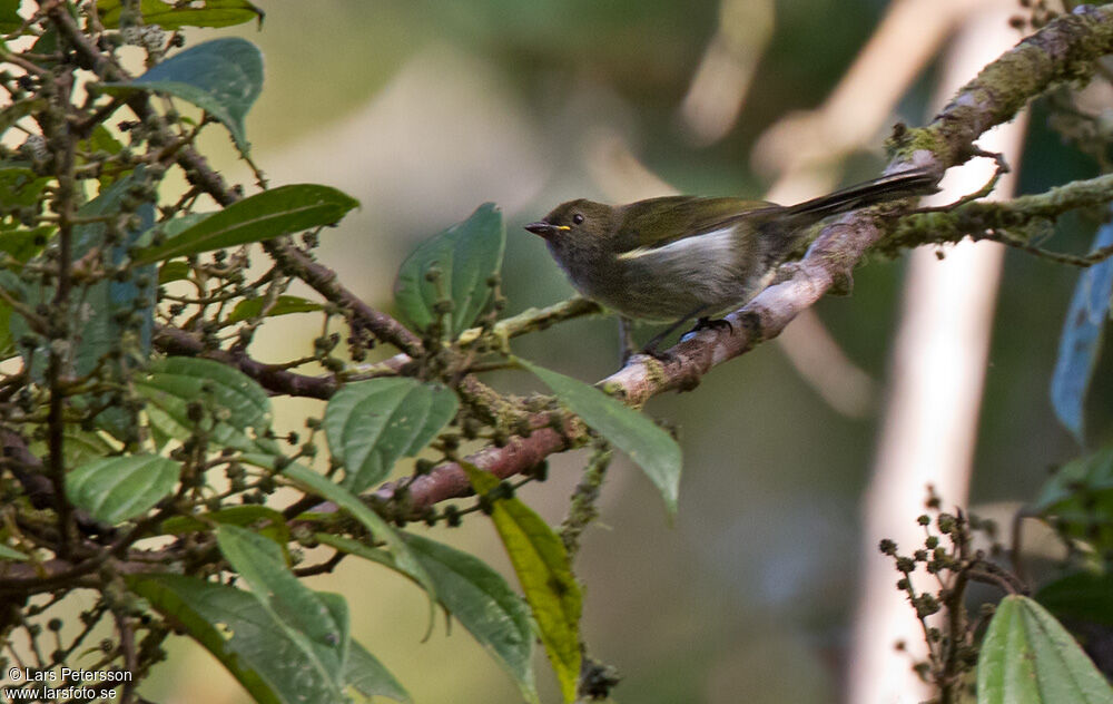 Fan-tailed Berrypecker