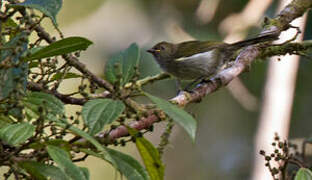 Fan-tailed Berrypecker