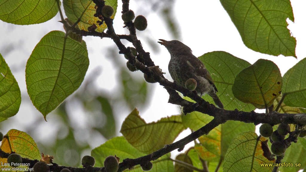 Piquebaie tacheté, identification