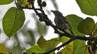 Thick-billed Berrypecker