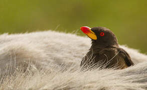 Yellow-billed Oxpecker