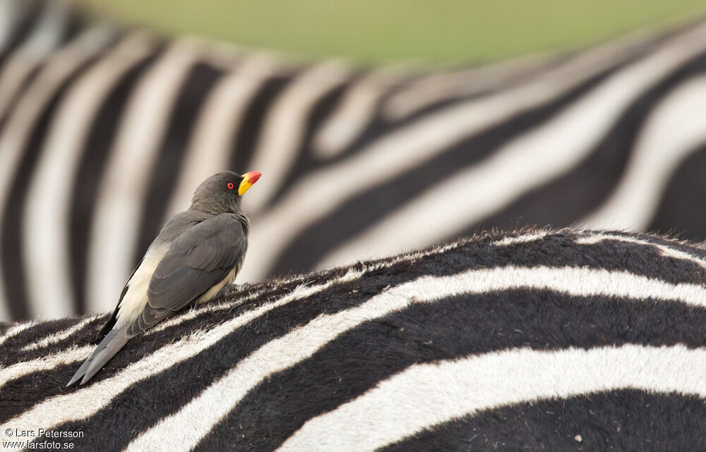 Yellow-billed Oxpecker