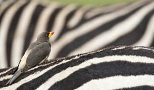 Yellow-billed Oxpecker