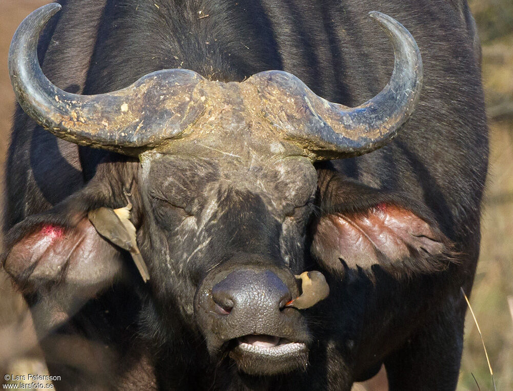 Red-billed Oxpecker