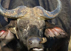 Red-billed Oxpecker