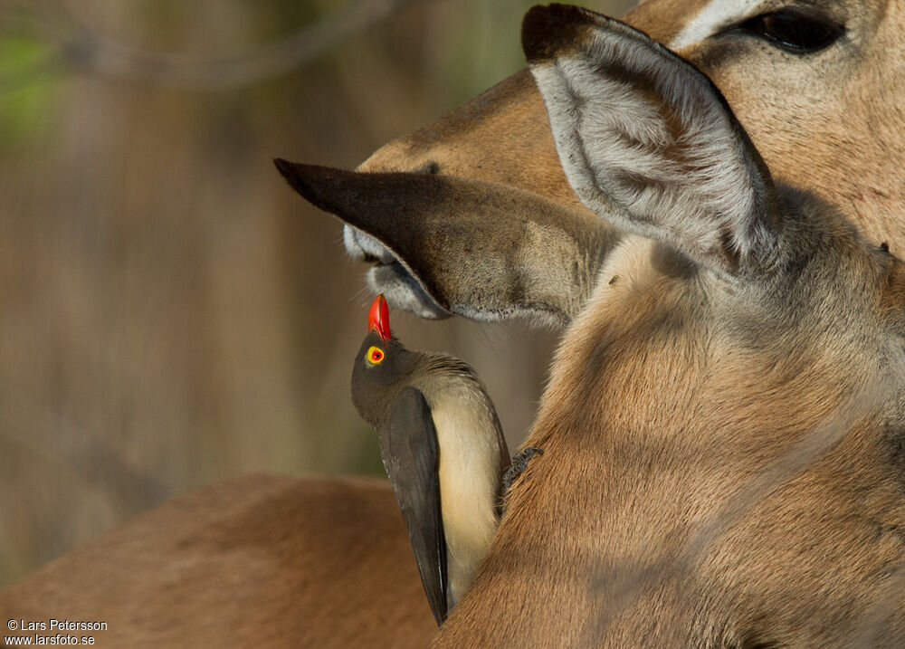 Red-billed Oxpecker