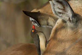 Red-billed Oxpecker