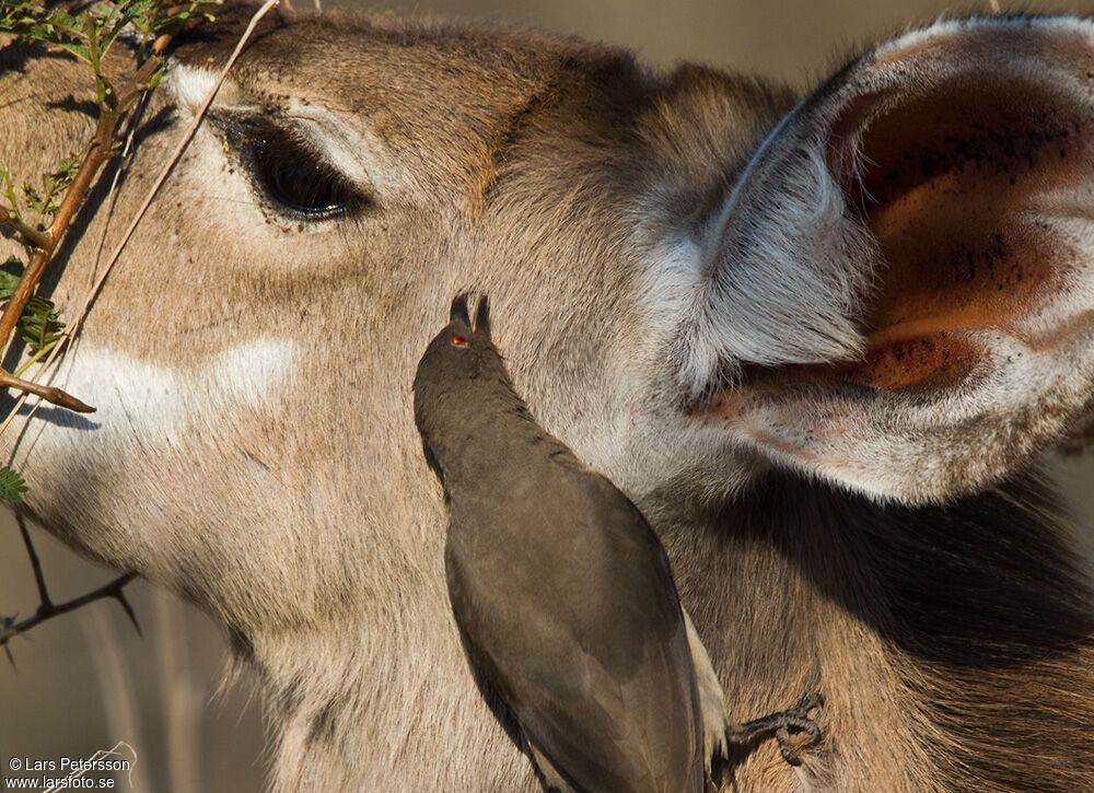 Red-billed Oxpecker