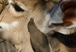 Red-billed Oxpecker