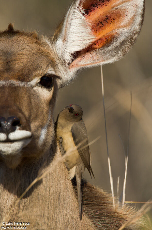 Red-billed Oxpecker