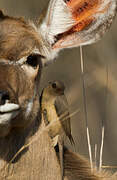 Red-billed Oxpecker