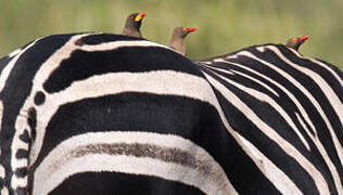 Red-billed Oxpecker