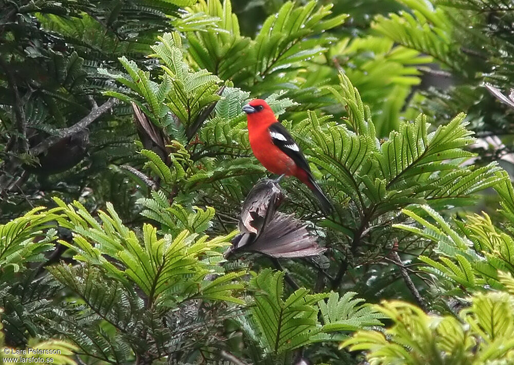 Piranga bifascié