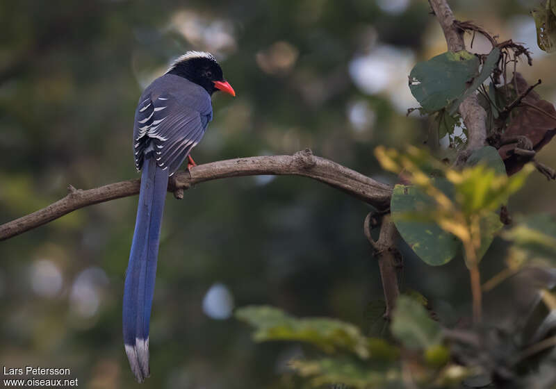 Red-billed Blue Magpieadult