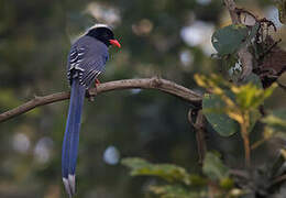 Red-billed Blue Magpie