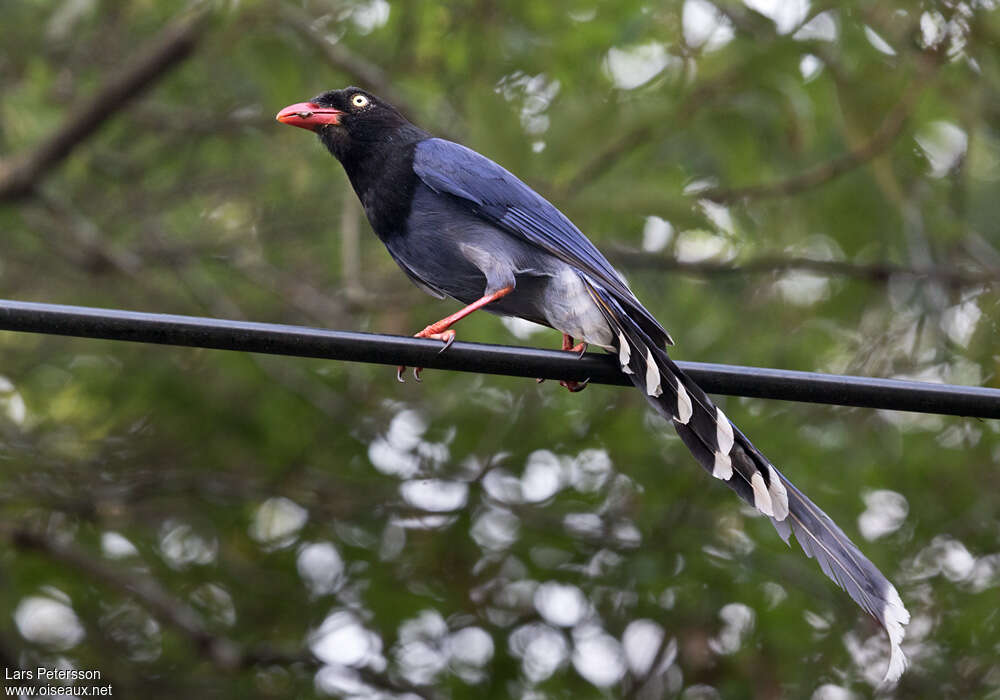 Taiwan Blue Magpie