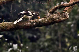 White-winged Magpie