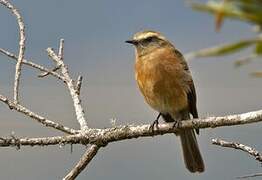 Brown-backed Chat-Tyrant