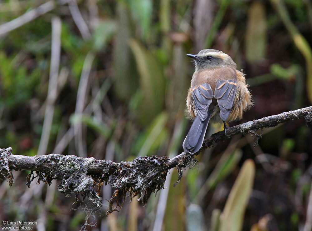 Pitajo à dos brunadulte, habitat, pigmentation