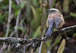 Brown-backed Chat-Tyrant