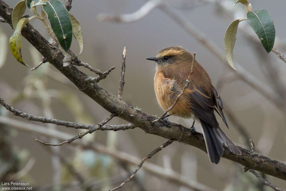 Brown-backed Chat-Tyrantadult, identification