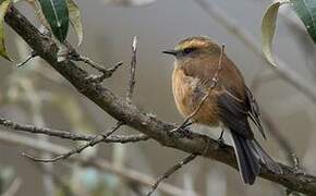 Brown-backed Chat-Tyrant