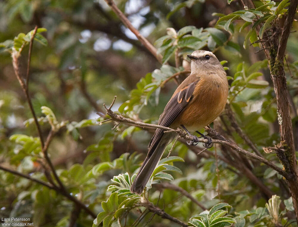 Brown-backed Chat-Tyrantadult, habitat, pigmentation