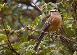 Brown-backed Chat-Tyrant