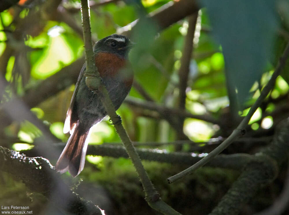 Maroon-belted Chat-Tyrantadult