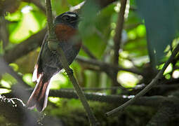 Maroon-belted Chat-Tyrant