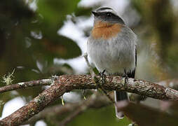 Rufous-breasted Chat-Tyrant