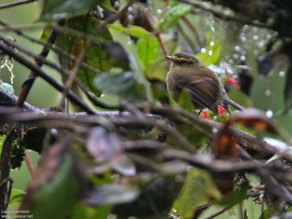 Yellow-bellied Chat-Tyrantadult, habitat