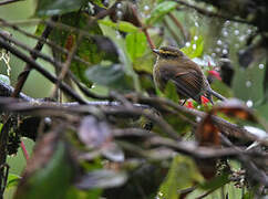 Yellow-bellied Chat-Tyrant