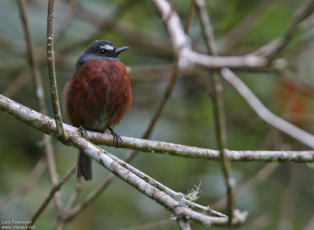 Slaty-backed Chat-Tyrant, close-up portrait