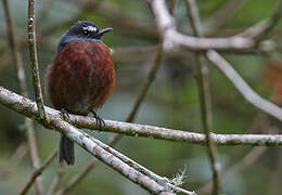 Slaty-backed Chat-Tyrant