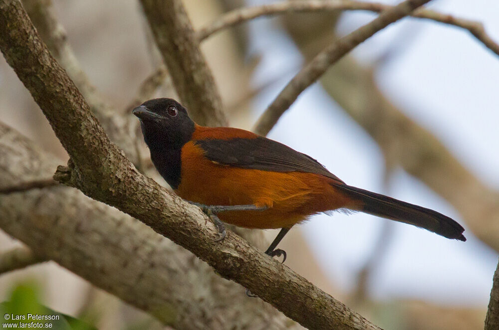 Pitohui bicolore