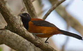 Hooded Pitohui