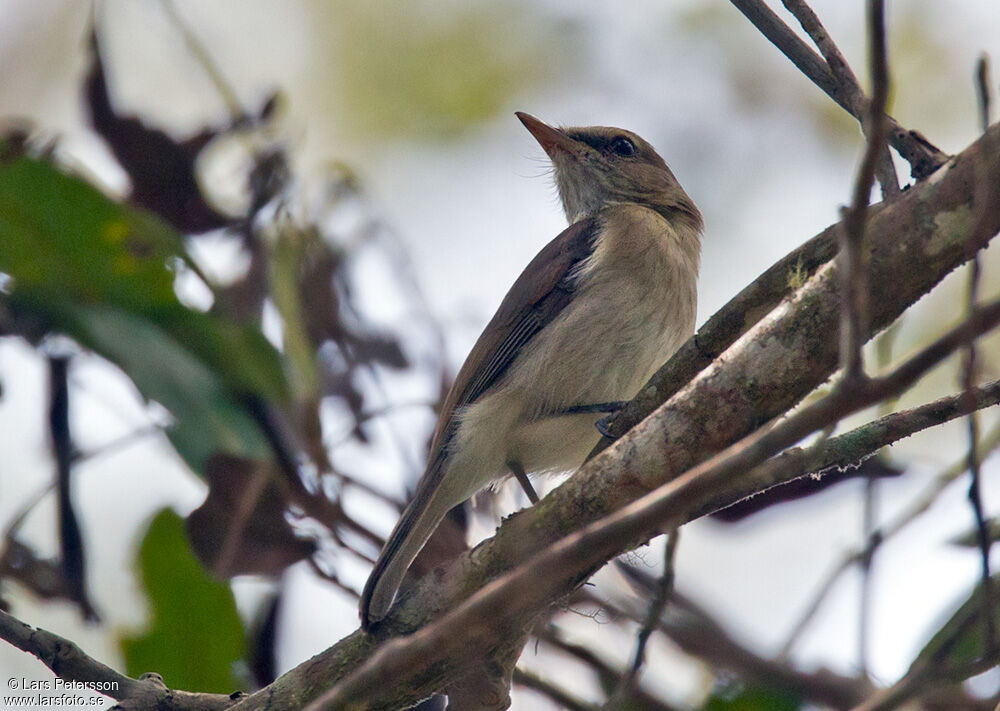 Arafura Shrikethrush