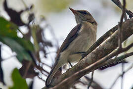 Arafura Shrikethrush