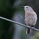 Pitohui gris
