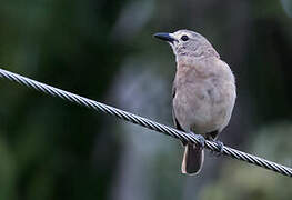 Grey Shrikethrush