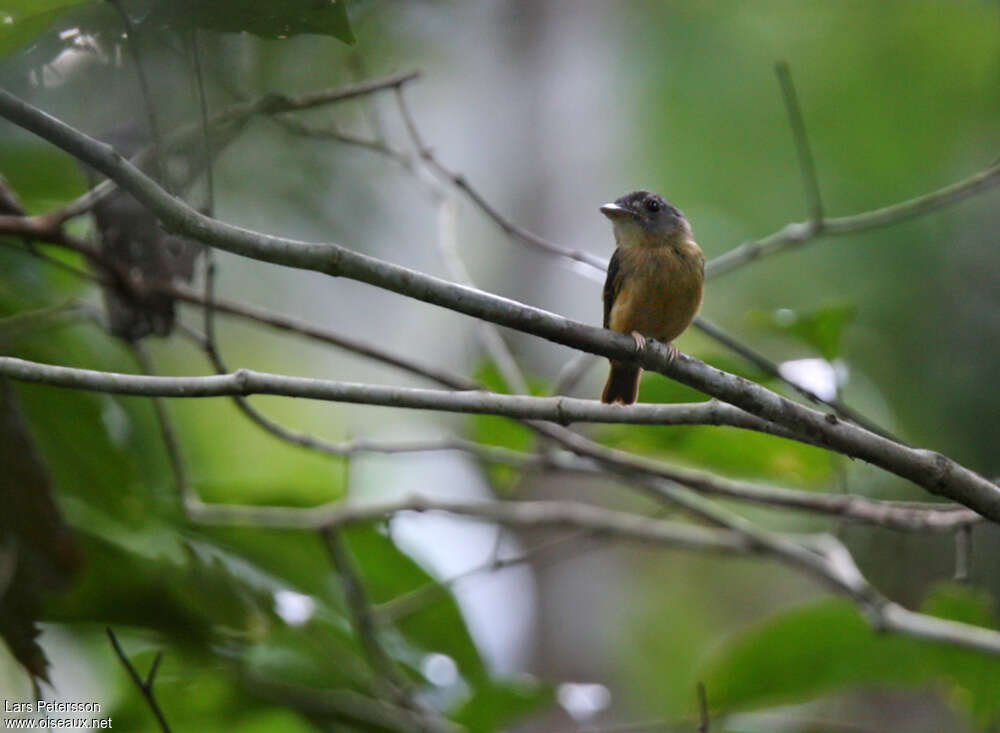 White-crested Spadebilladult, identification