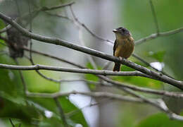 White-crested Spadebill