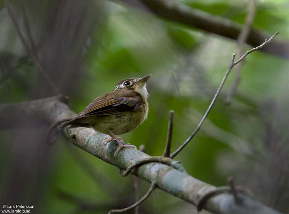 Platyrhynque à moustaches