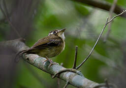 White-throated Spadebill