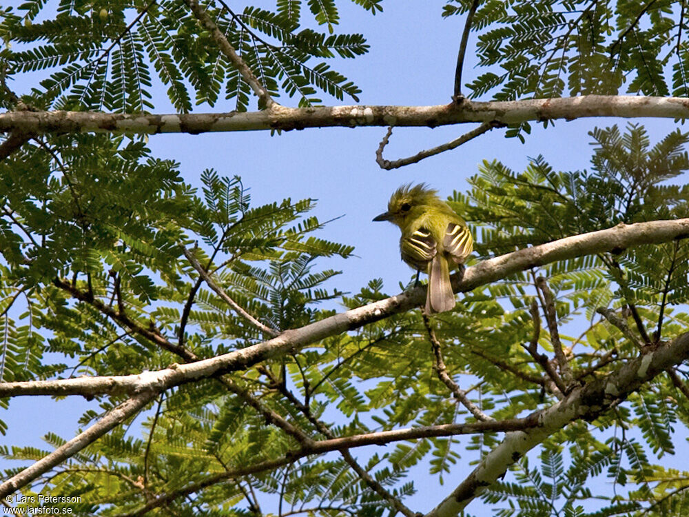 Ochre-lored Flatbill